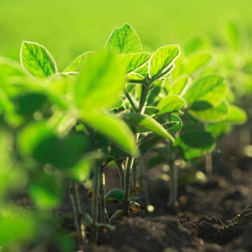 Vale a pena investir em sustentabilidade?
