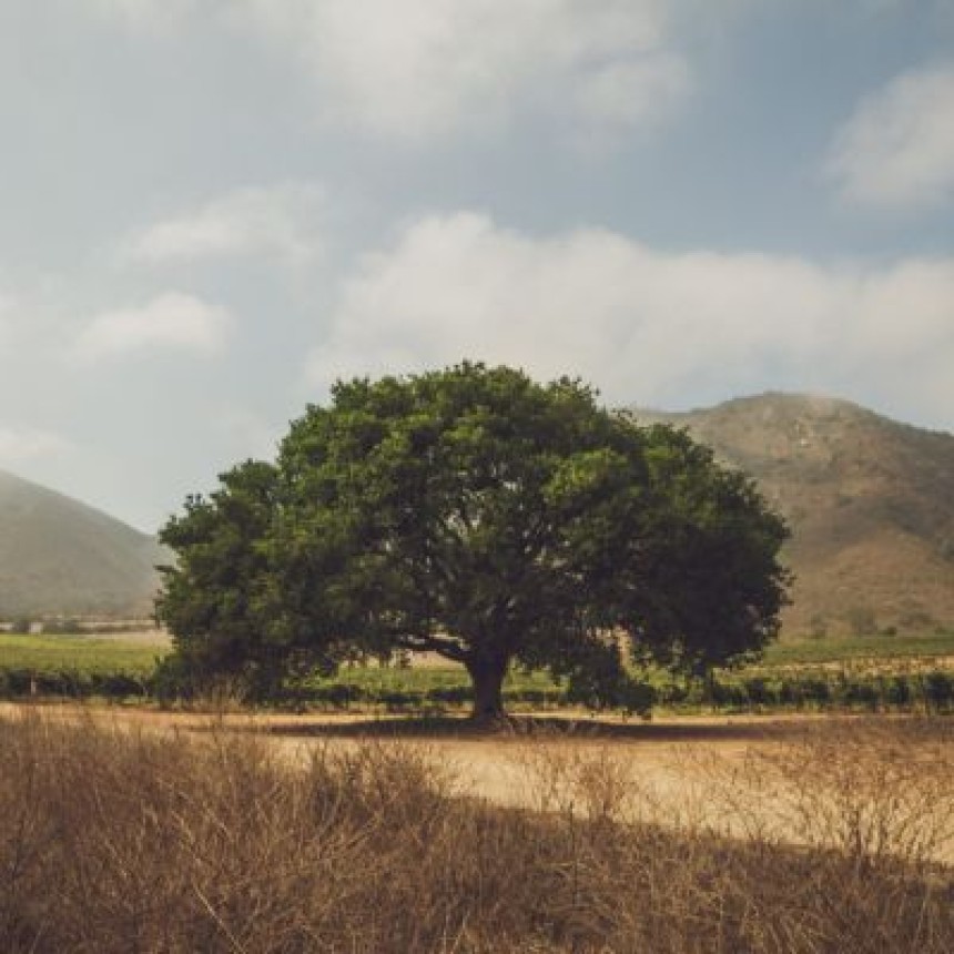 Ecocert lança certificação para carbono neutro no mercado brasileiro
