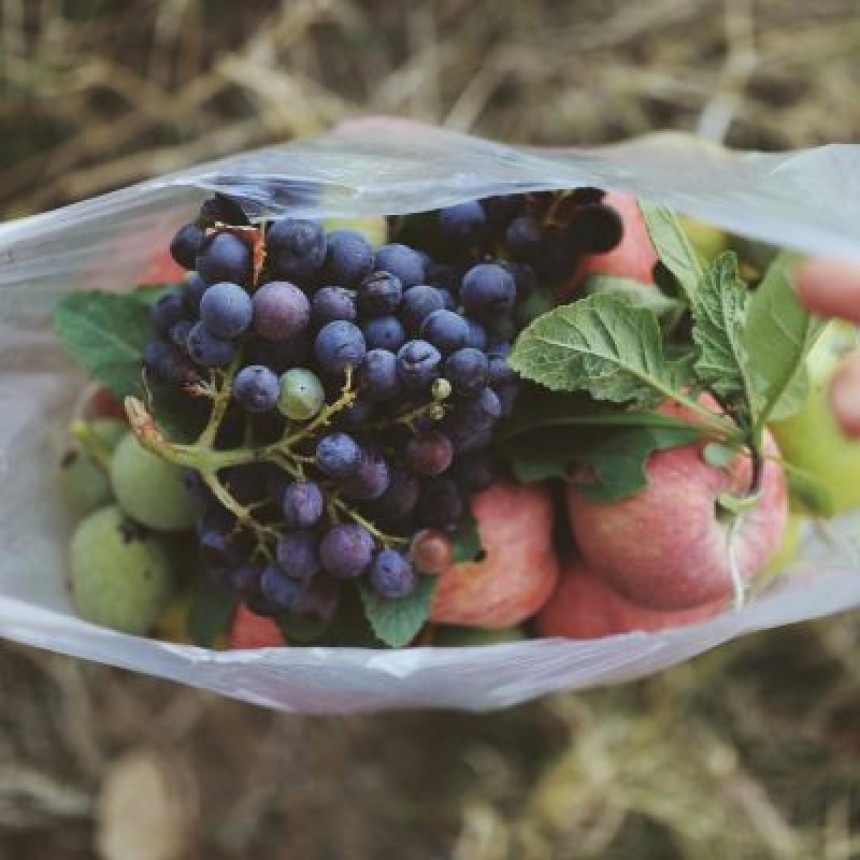 Cultivando um futuro melhor: agricultura sustentável em destaque