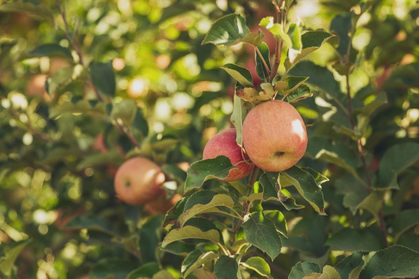 有機JAS講習会開催のお知らせ（2026年5月）